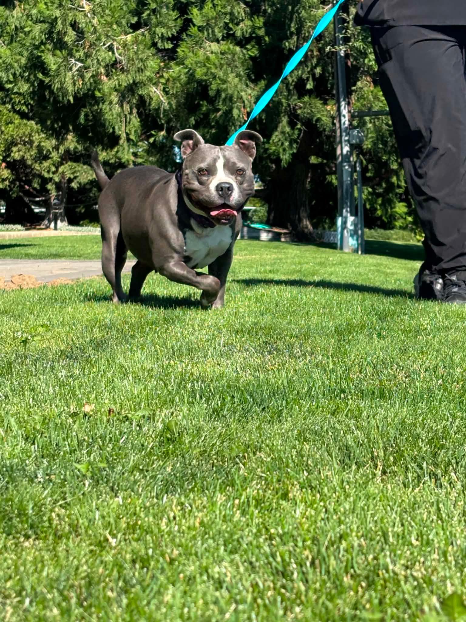 Peppa, a ADOPTABLE mixed breed in Union Gap, WA image 2/6
