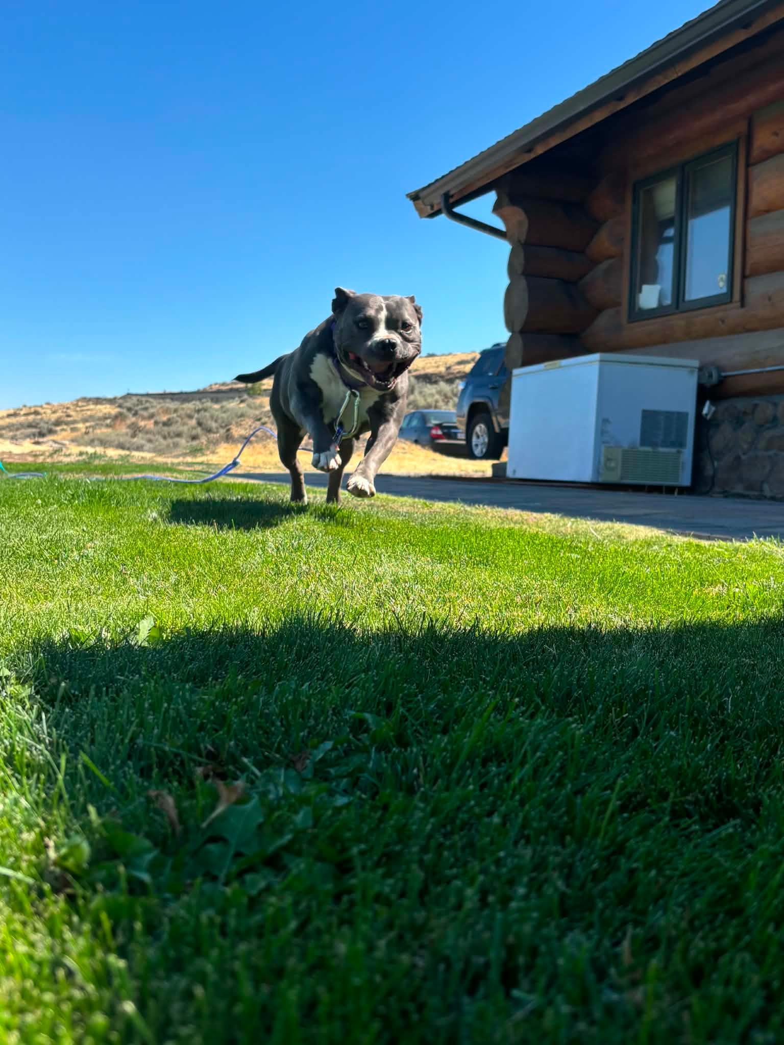 Peppa, a ADOPTABLE mixed breed in Union Gap, WA image 6/6