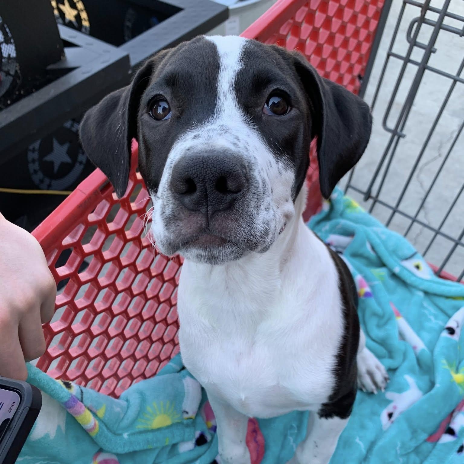 Enlarge Ozzy, a Adoptable mixed breed in Concord, CA image 1/1