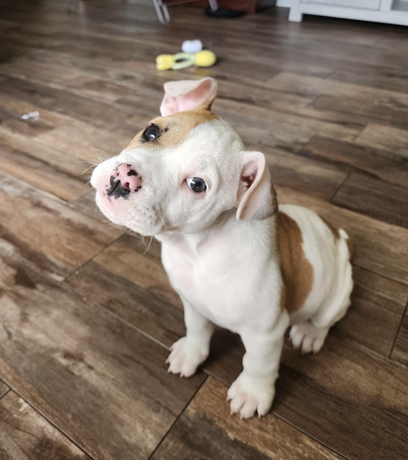 Pip, an adopted mixed breed in Cypress, TX image 3/5