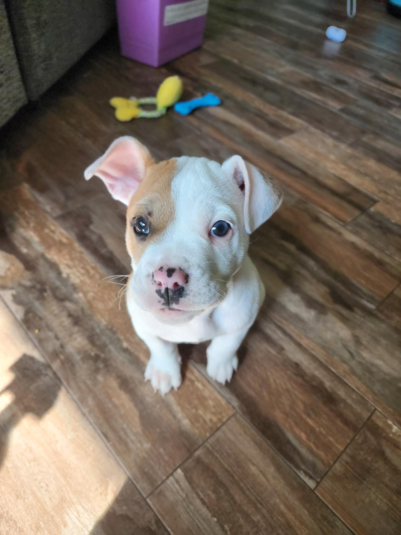 Pip, an adopted mixed breed in Cypress, TX image 4/5