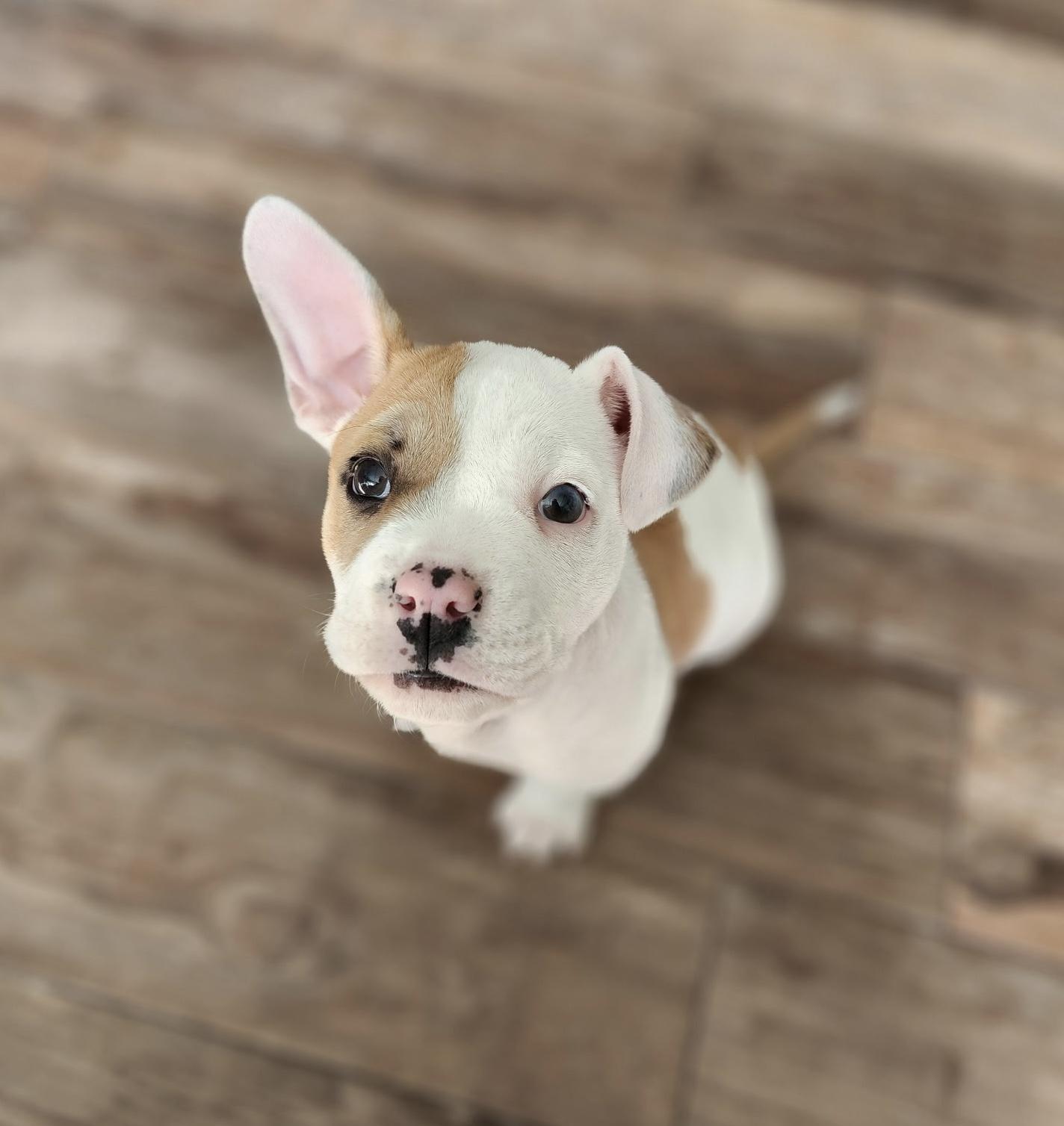 Pip, adopted, Puppy Female Pit Bull Terrier.