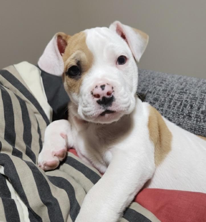 Pip, an adopted mixed breed in Cypress, TX image 5/5