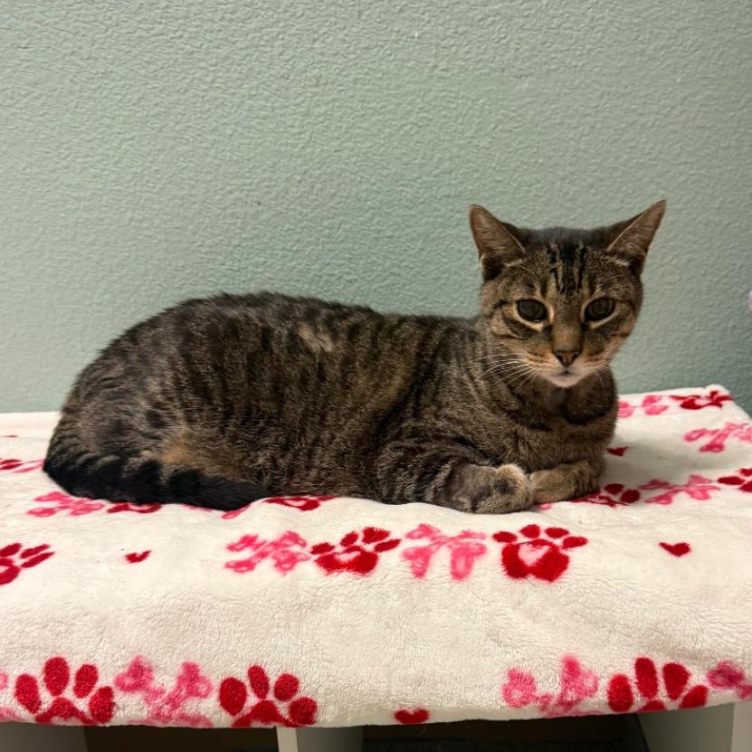 Enlarge Poppi, a Adoptable Domestic Short Hair in Titusville, FL image 1/4