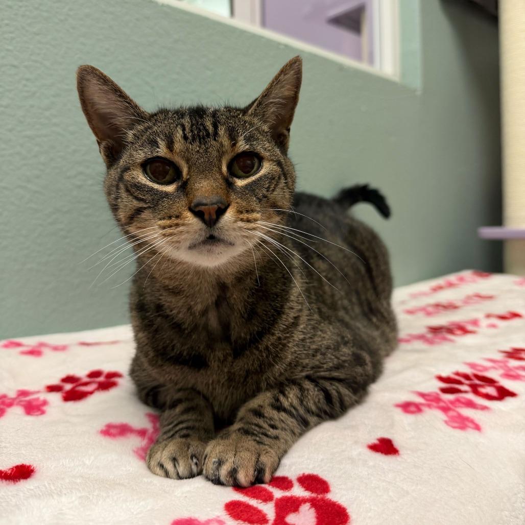 Enlarge Poppi, a Adoptable Domestic Short Hair in Titusville, FL image 2/4