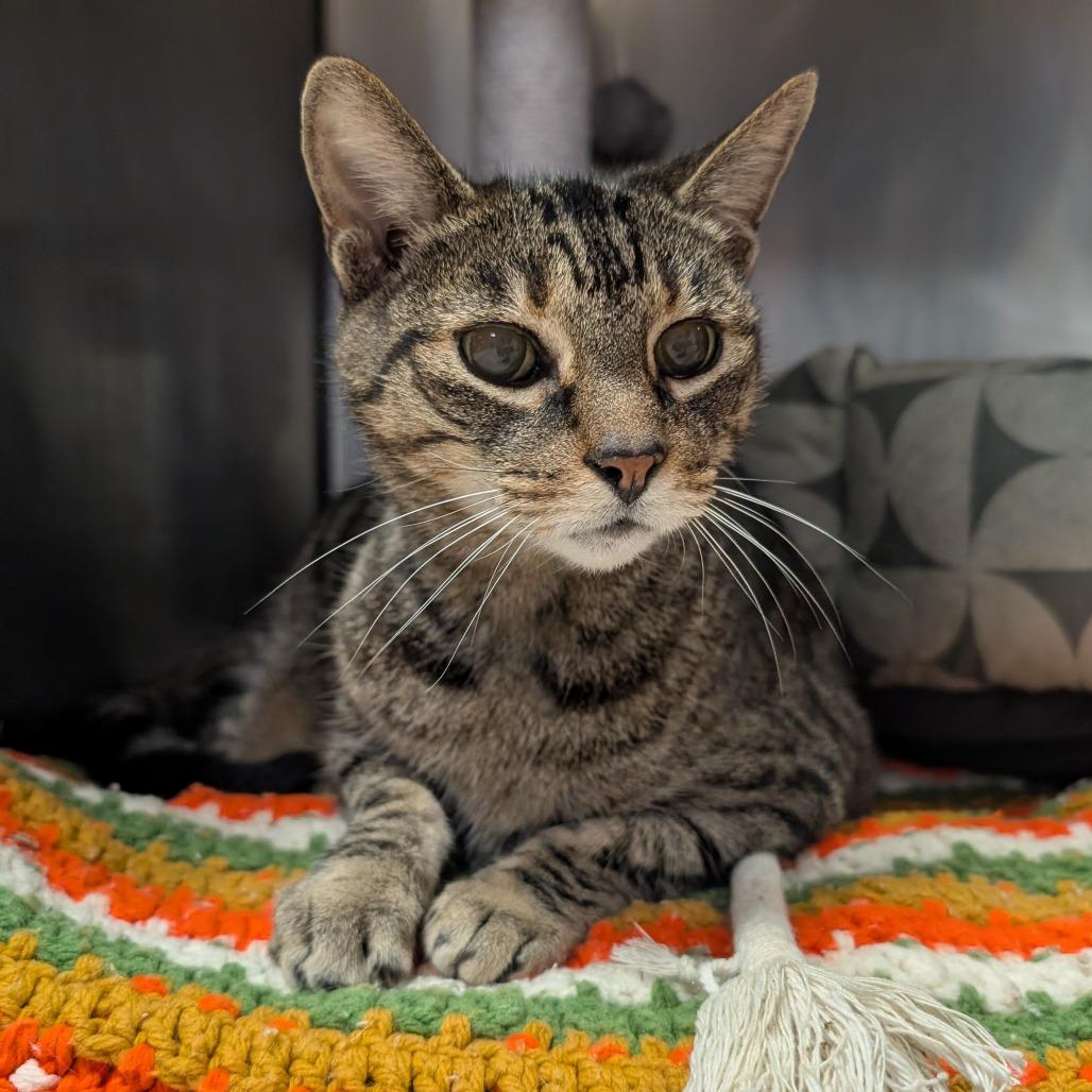 Enlarge Poppi, a Adoptable Domestic Short Hair in Titusville, FL image 3/4