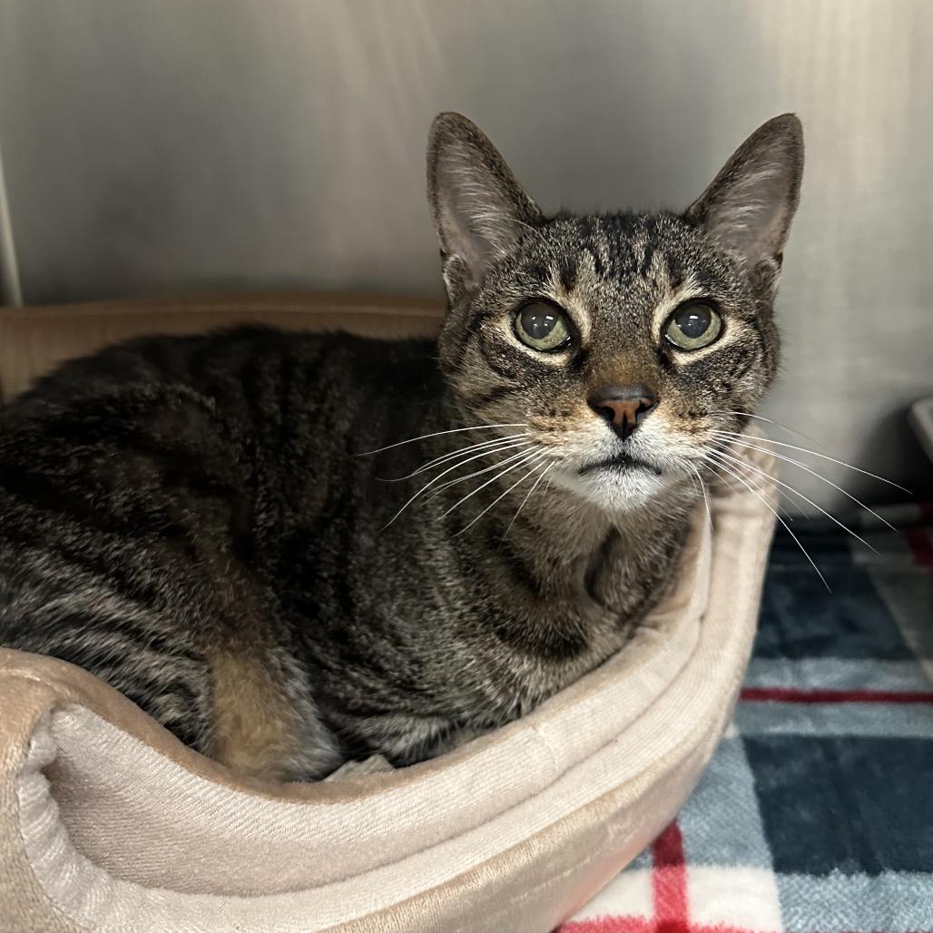 Enlarge Poppi, a Adoptable Domestic Short Hair in Titusville, FL image 4/4