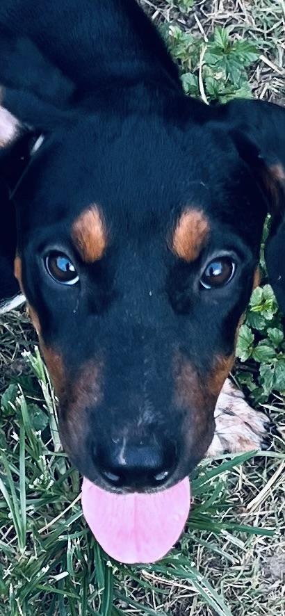 Cocoa Bean! Sweet and human oriented puppy!