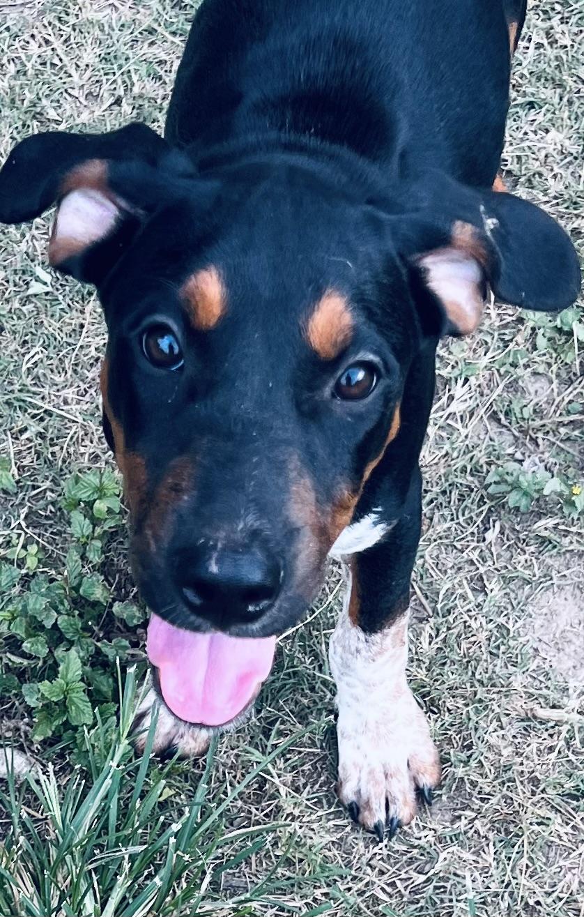 Cocoa Bean! Sweet and human oriented puppy!