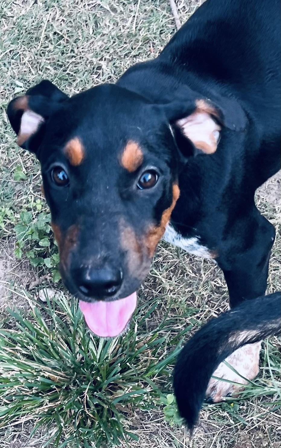 Cocoa Bean! Sweet and human oriented puppy!