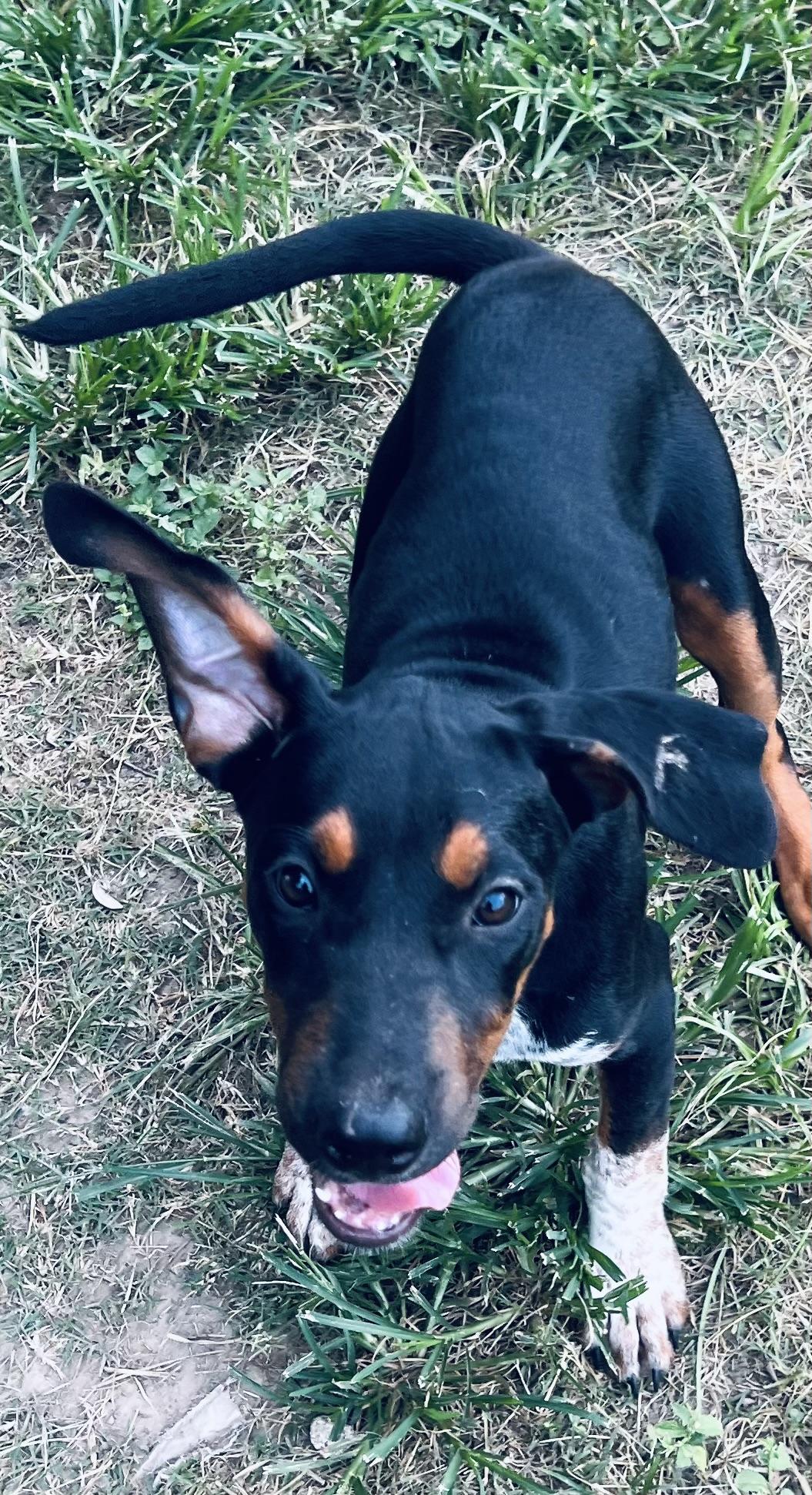 Cocoa Bean! Sweet and human oriented puppy!