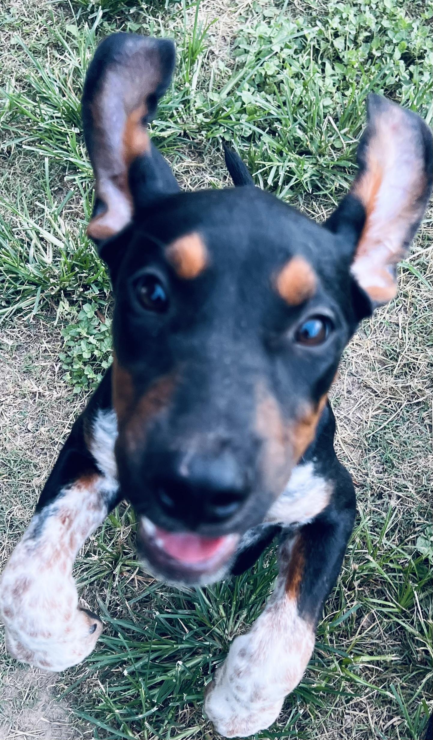 Cocoa Bean! Sweet and human oriented puppy!