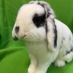 Enlarge Fitzwilliam, an adopted Mini Lop in Haltom City, TX image 1/3