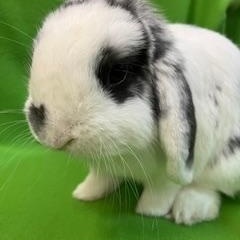 Enlarge Fitzwilliam, an adopted Mini Lop in Haltom City, TX image 3/3