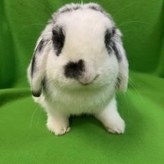 Enlarge Fitzwilliam, an adopted Mini Lop in Haltom City, TX image 2/3