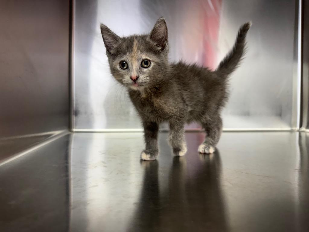 Poppy, Adoptable, Kitten Female Domestic Short Hair.
