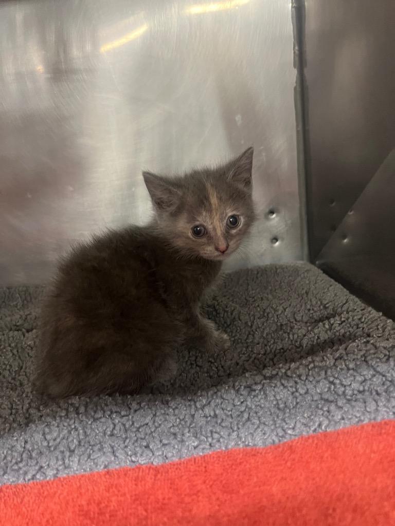 Poppy, Adoptable, Kitten Female Domestic Short Hair.