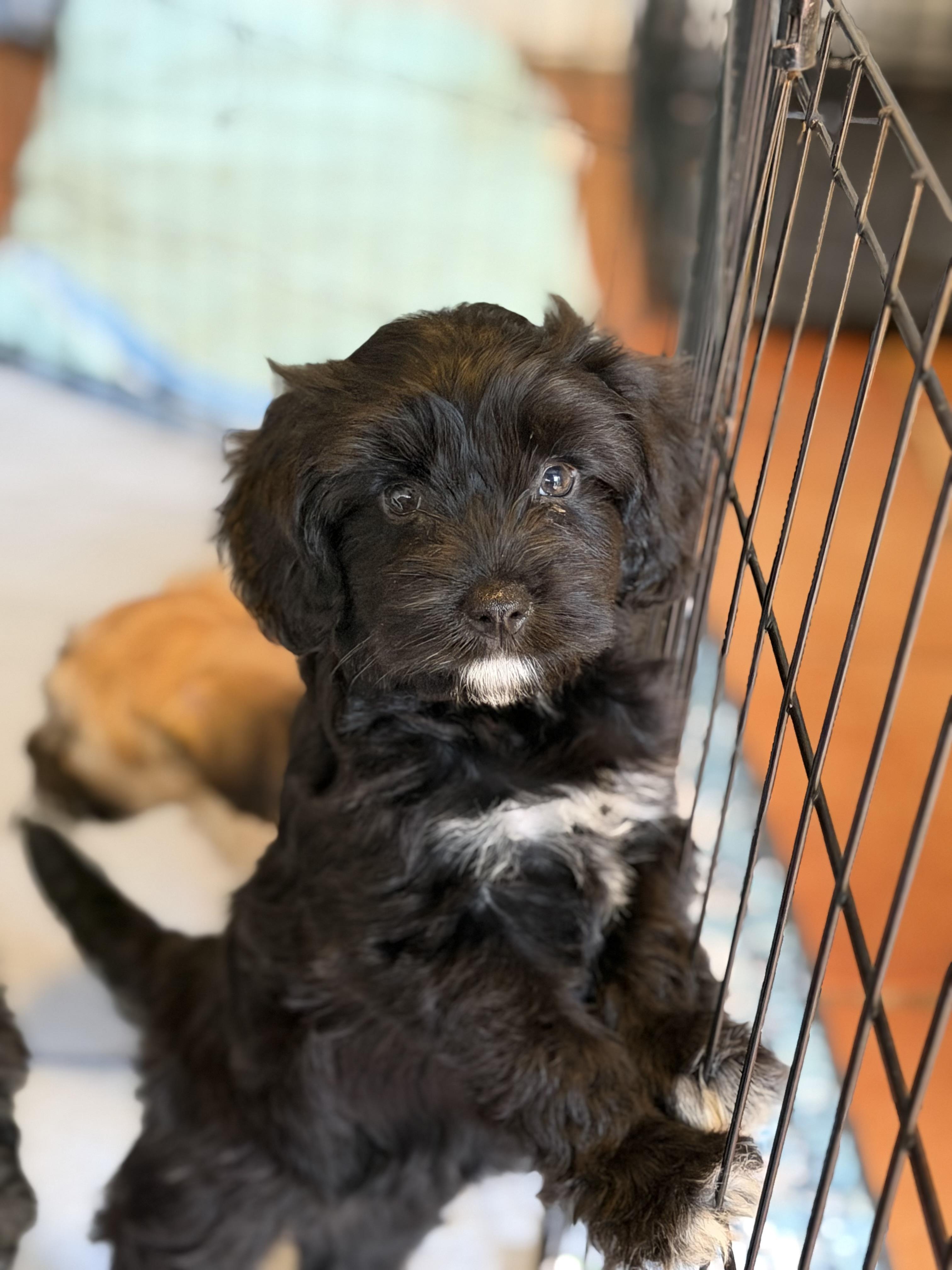 Skink, adopted, Puppy Female Poodle & Wheaten Terrier.