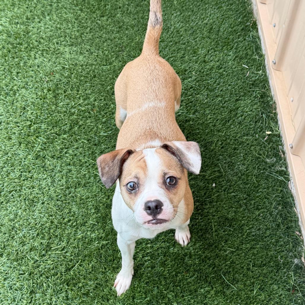 Enlarge Baby Girl, a Adoptable Mixed Breed in Naperville, IL image 1/4