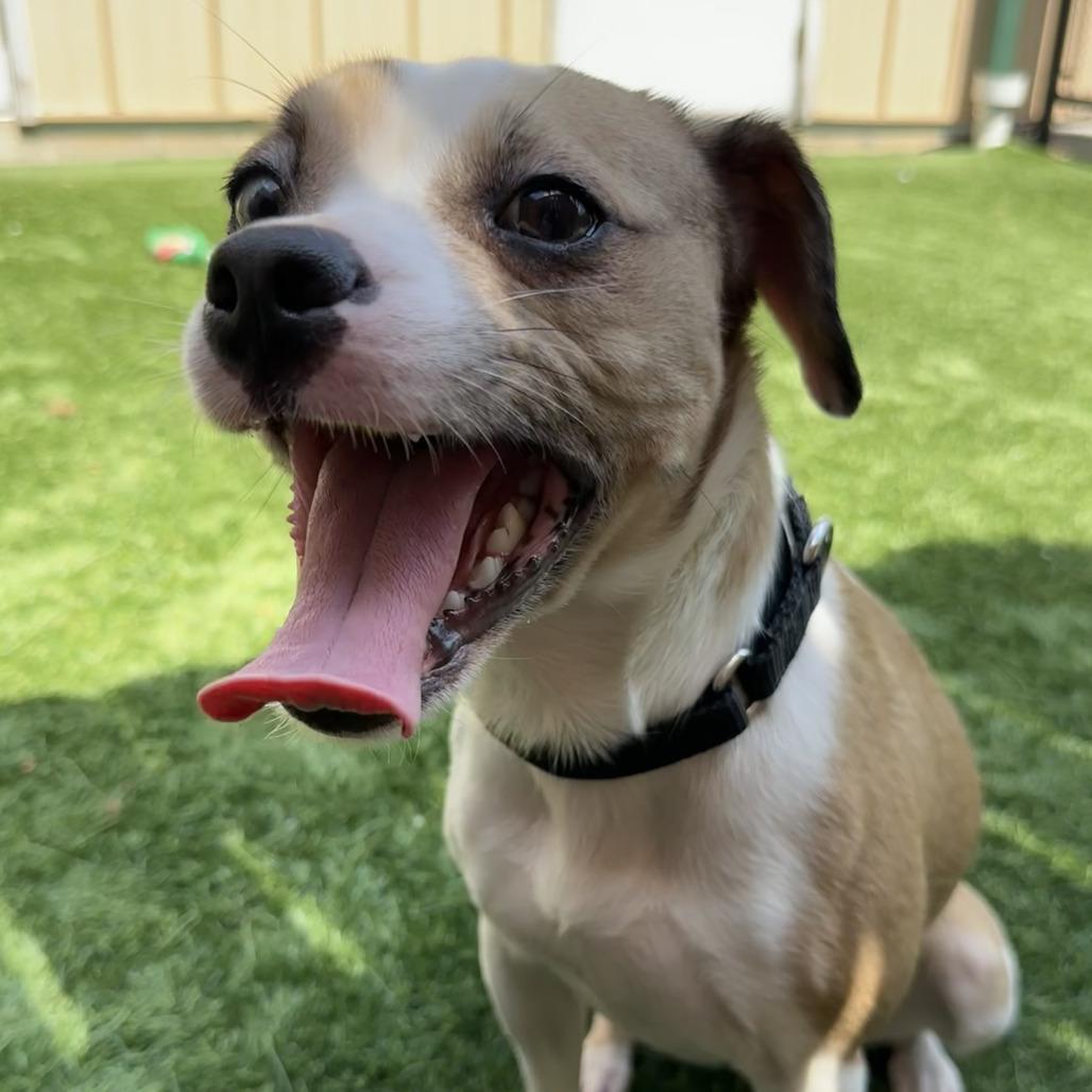 Enlarge Baby Girl, a Adoptable Mixed Breed in Naperville, IL image 2/4