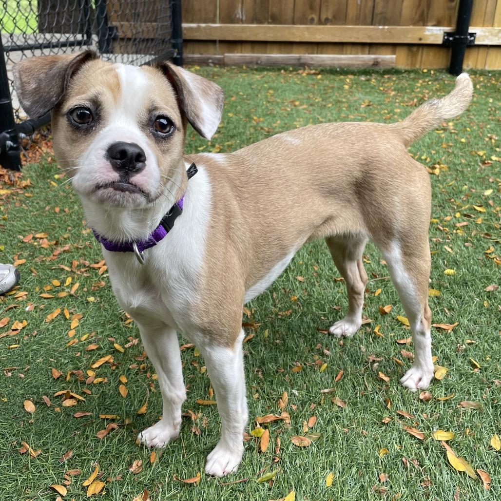 Enlarge Baby Girl, a Adoptable Mixed Breed in Naperville, IL image 3/4