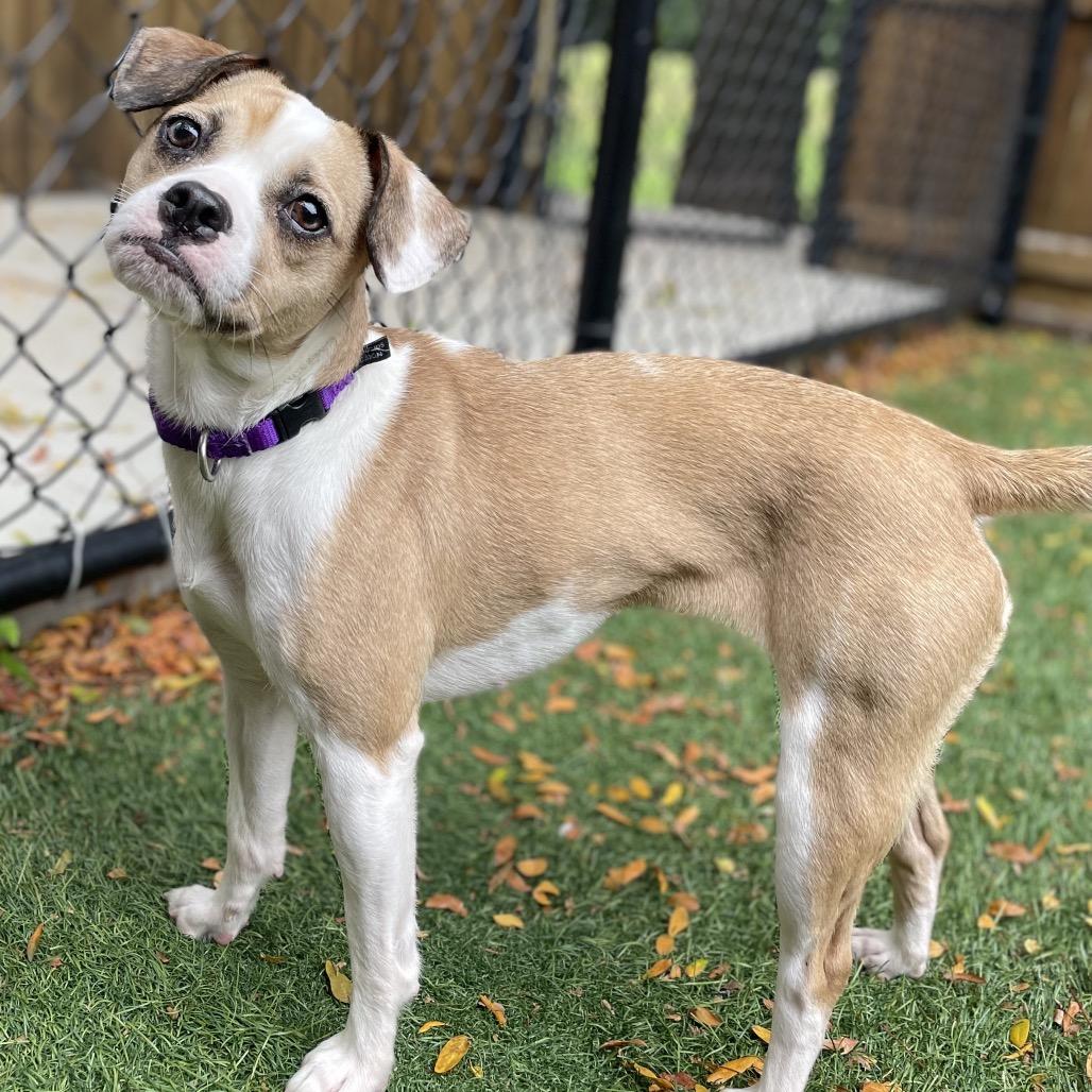 Enlarge Baby Girl, a Adoptable Mixed Breed in Naperville, IL image 4/4