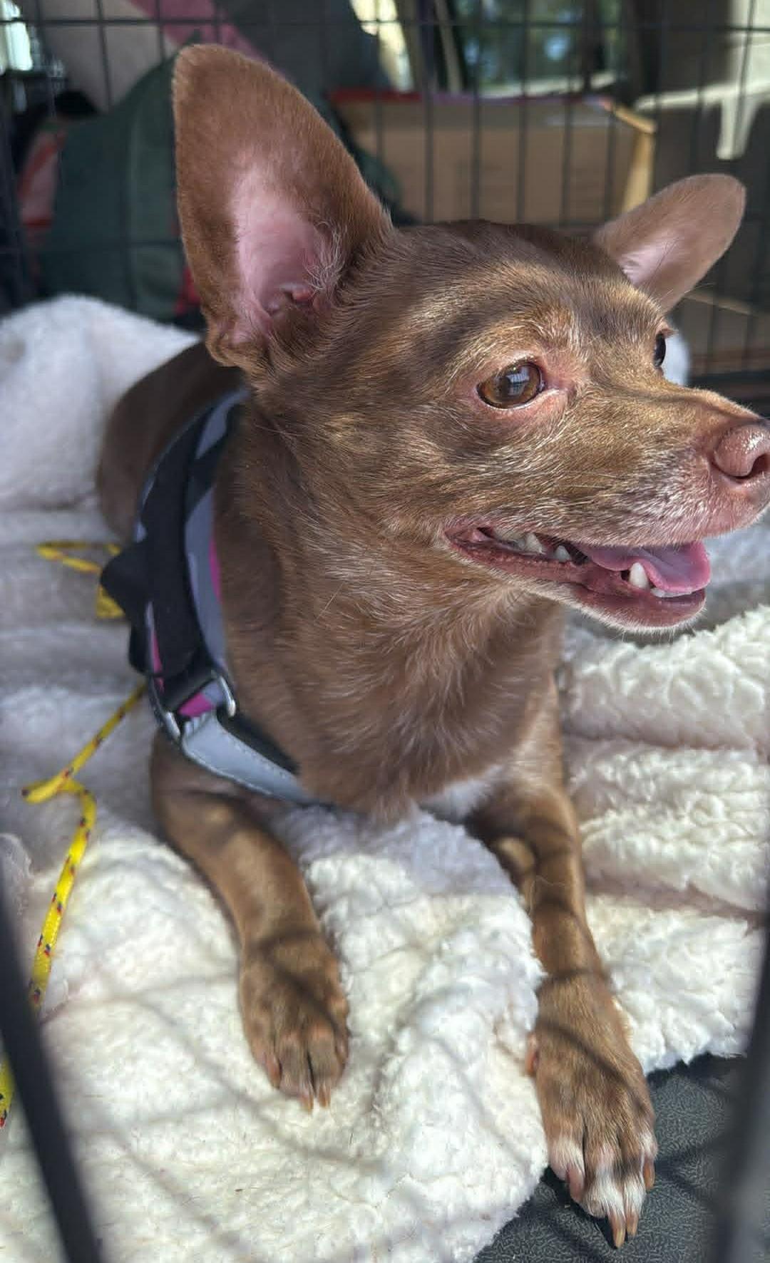 Enlarge Birdie, a ADOPTABLE mixed breed in Homer Glen, IL image 2/6