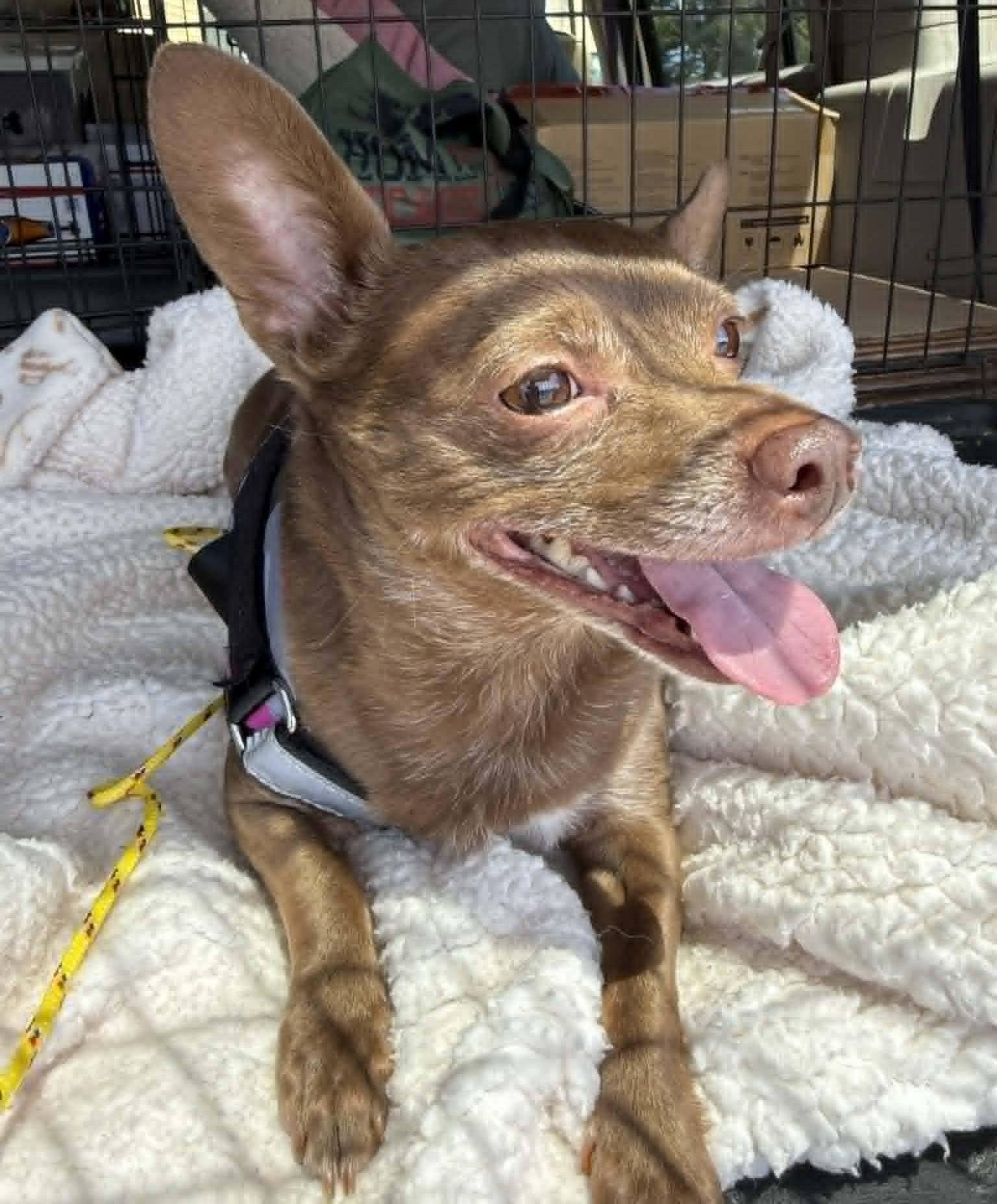 Enlarge Birdie, a ADOPTABLE mixed breed in Homer Glen, IL image 6/6
