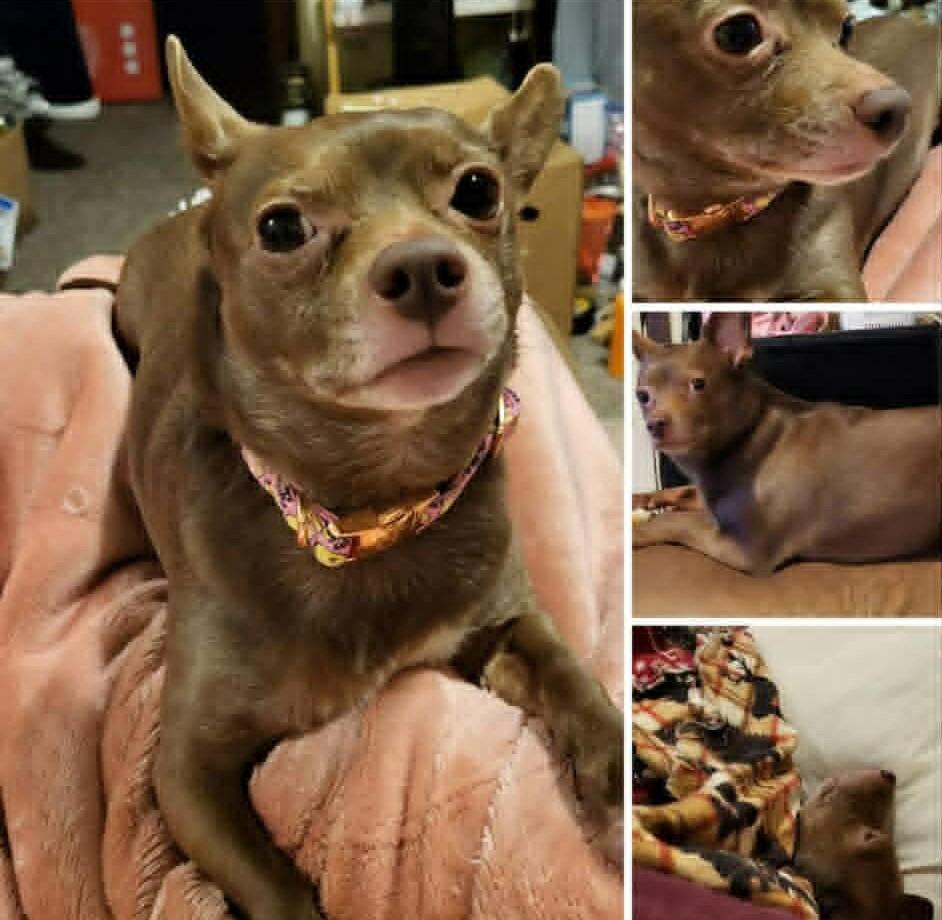 Enlarge Birdie, a ADOPTABLE mixed breed in Homer Glen, IL image 5/6