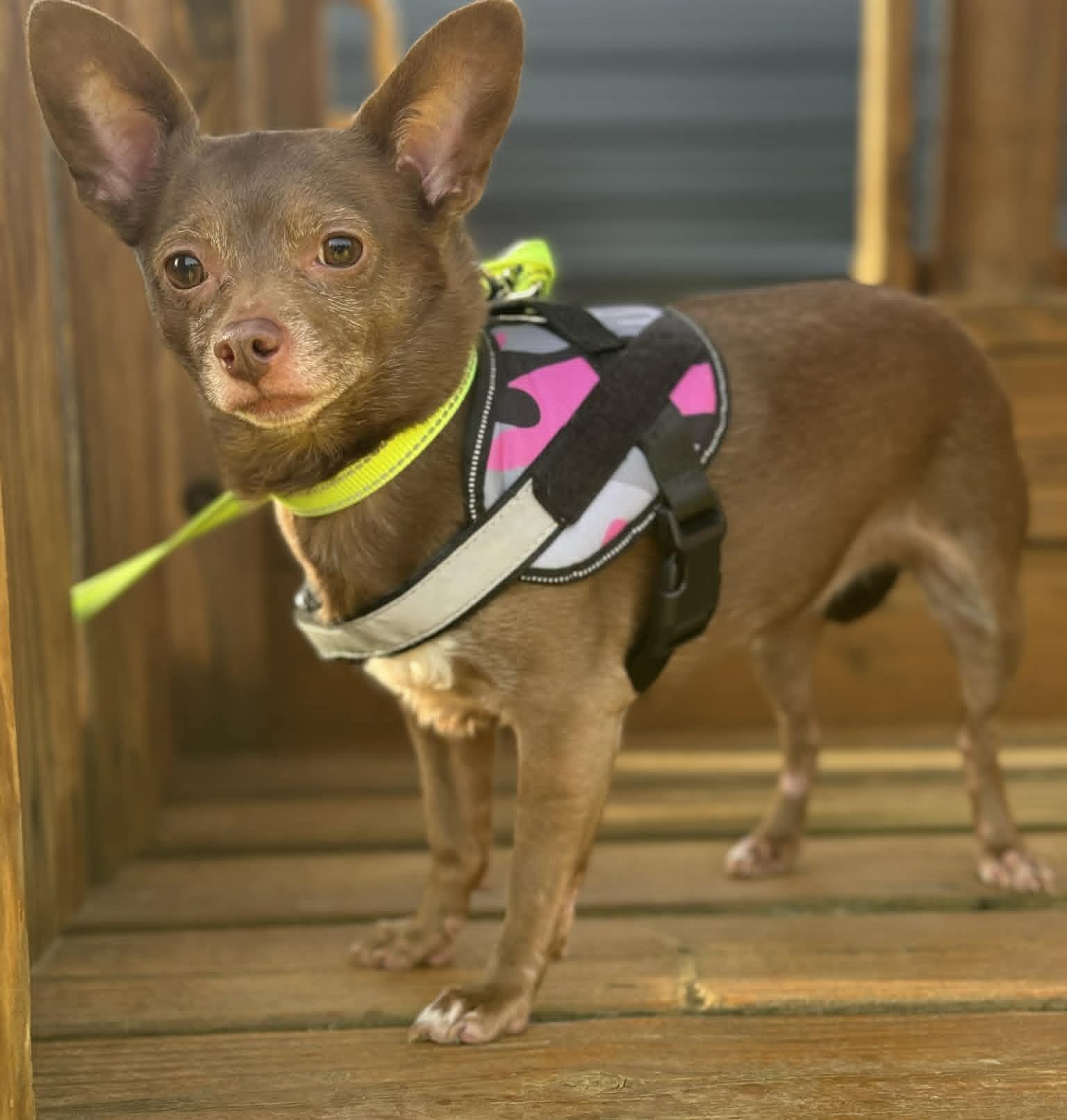 Birdie, ADOPTABLE, Adult Female Chihuahua.