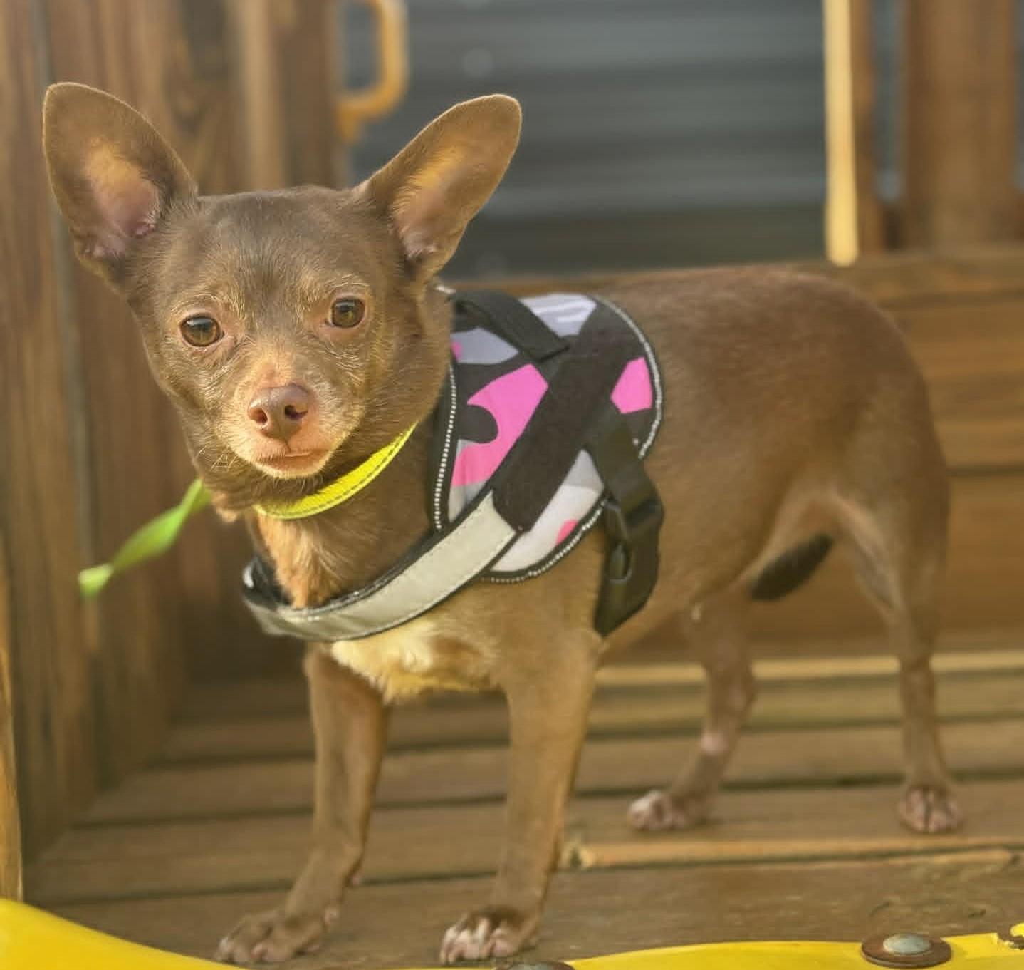 Enlarge Birdie, a ADOPTABLE mixed breed in Homer Glen, IL image 3/6