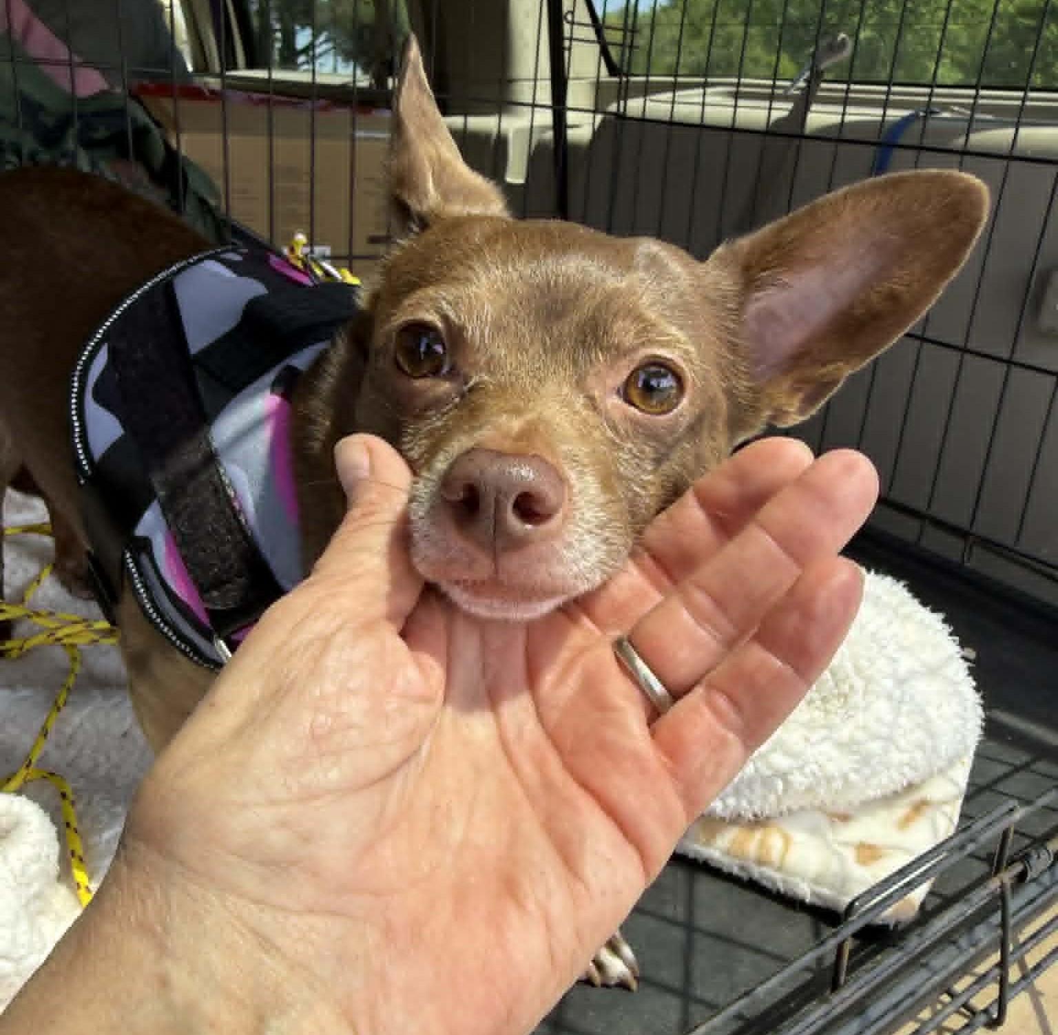 Enlarge Birdie, a ADOPTABLE mixed breed in Homer Glen, IL image 4/6