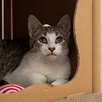 Enlarge Delilah, a Adoptable Domestic Short Hair in Dacula, GA image 1/8