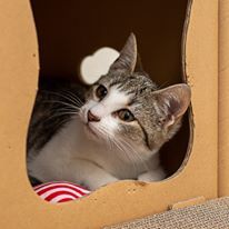 Enlarge Delilah, a Adoptable Domestic Short Hair in Dacula, GA image 2/8