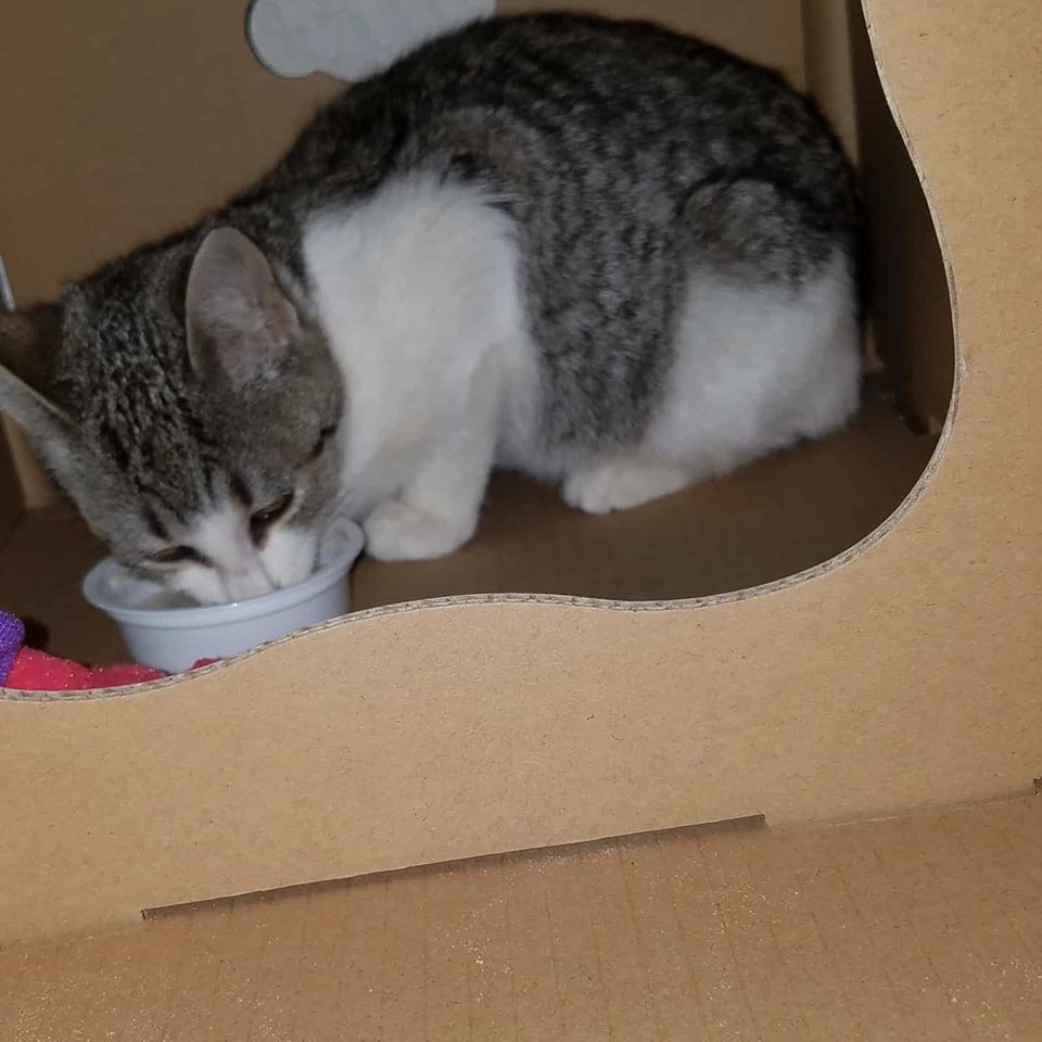 Enlarge Delilah, a Adoptable Domestic Short Hair in Dacula, GA image 3/8