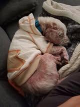 Enlarge Toasty, an adopted mixed breed in Oregon, IL image 2/3