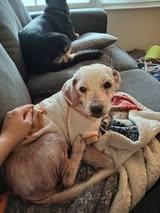 Enlarge Toasty, an adopted mixed breed in Oregon, IL image 3/3