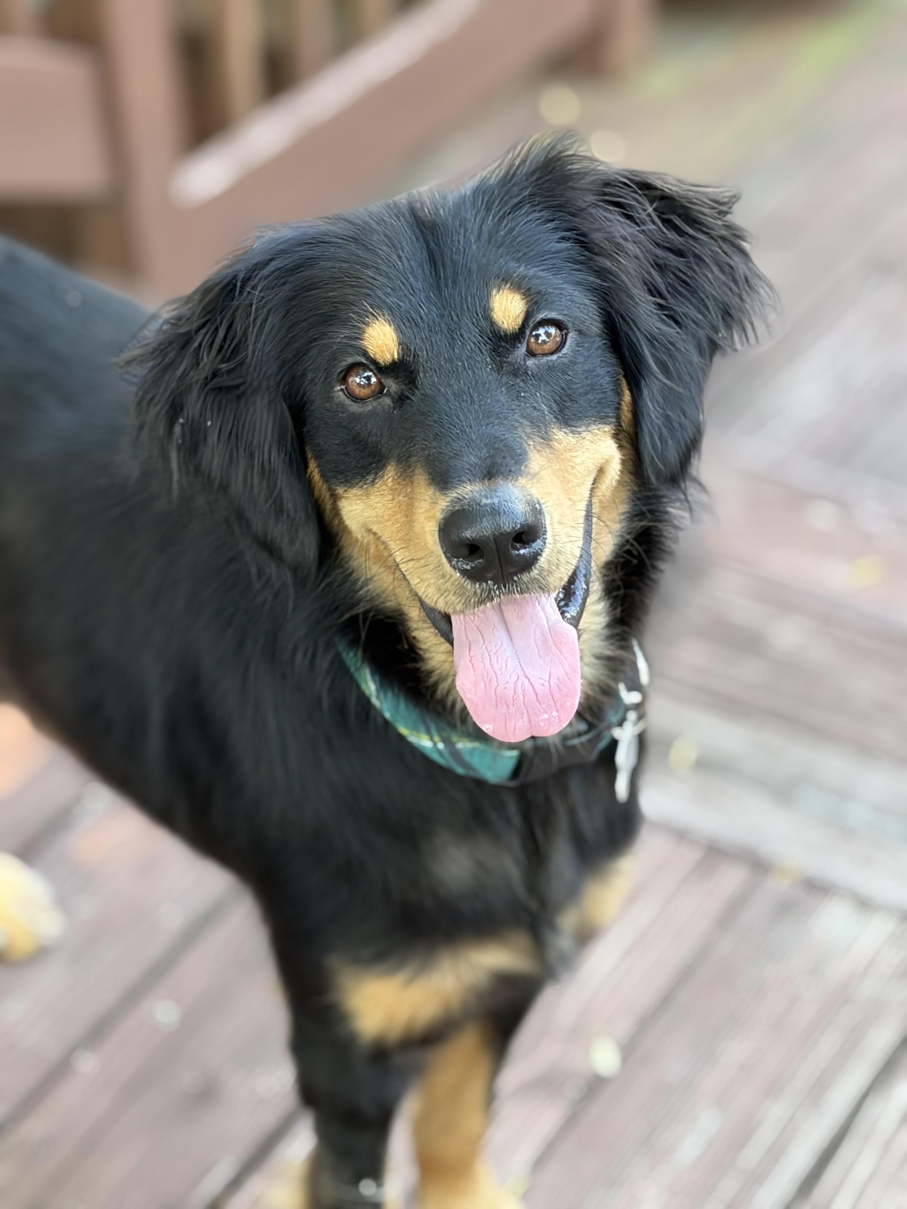 Harry, an adoptable mixed breed in Palatine, IL image 2/5