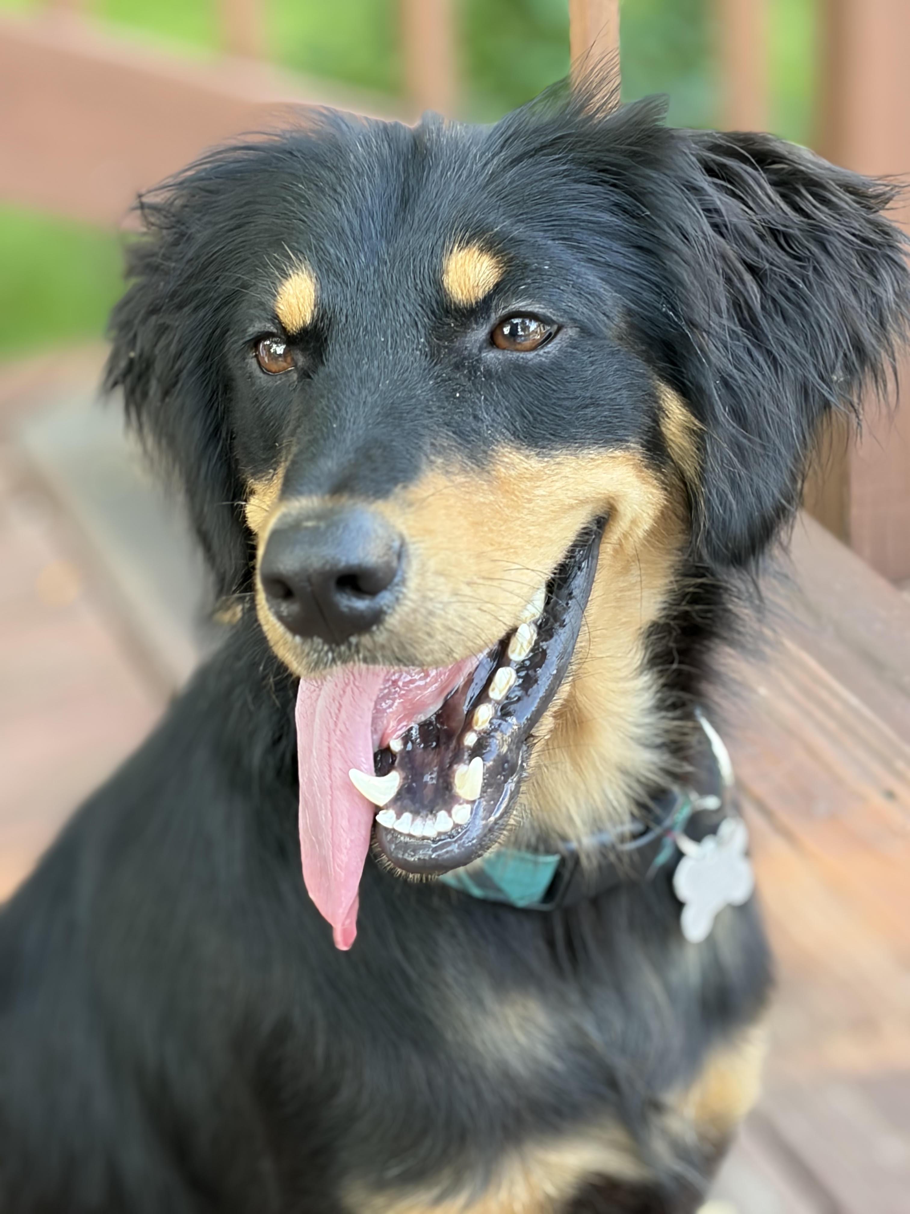 Harry, adoptable, Young Male Retriever & Mixed Breed.