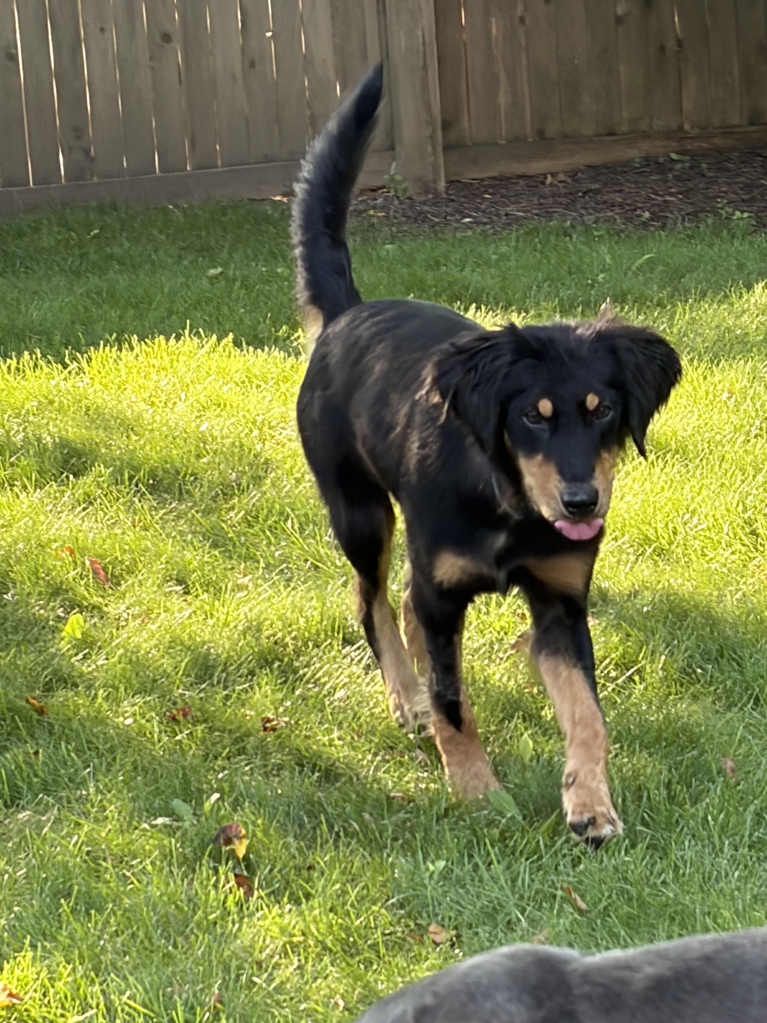 Harry, an adoptable mixed breed in Palatine, IL image 5/5
