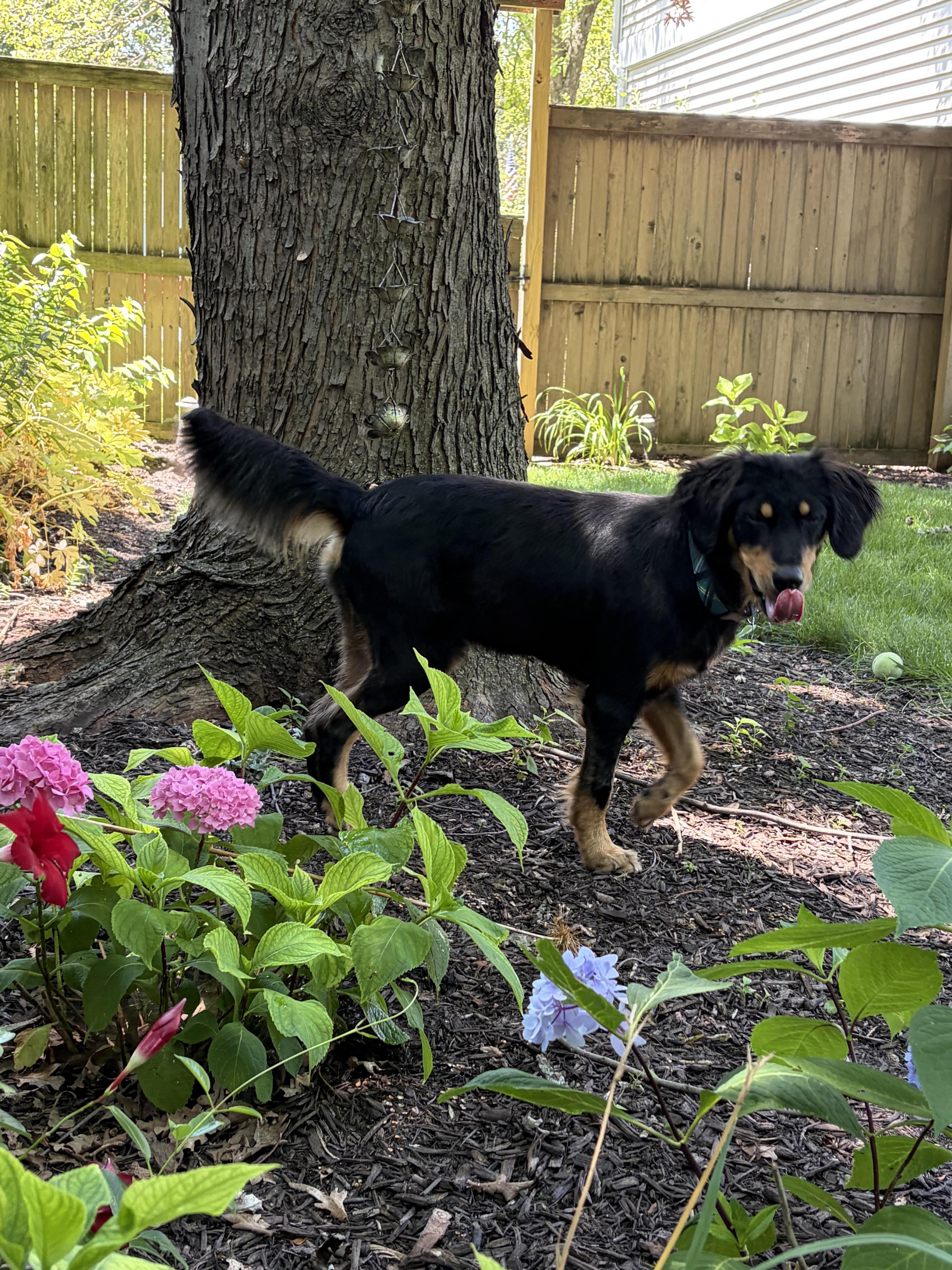 Harry, an adoptable mixed breed in Palatine, IL image 3/5