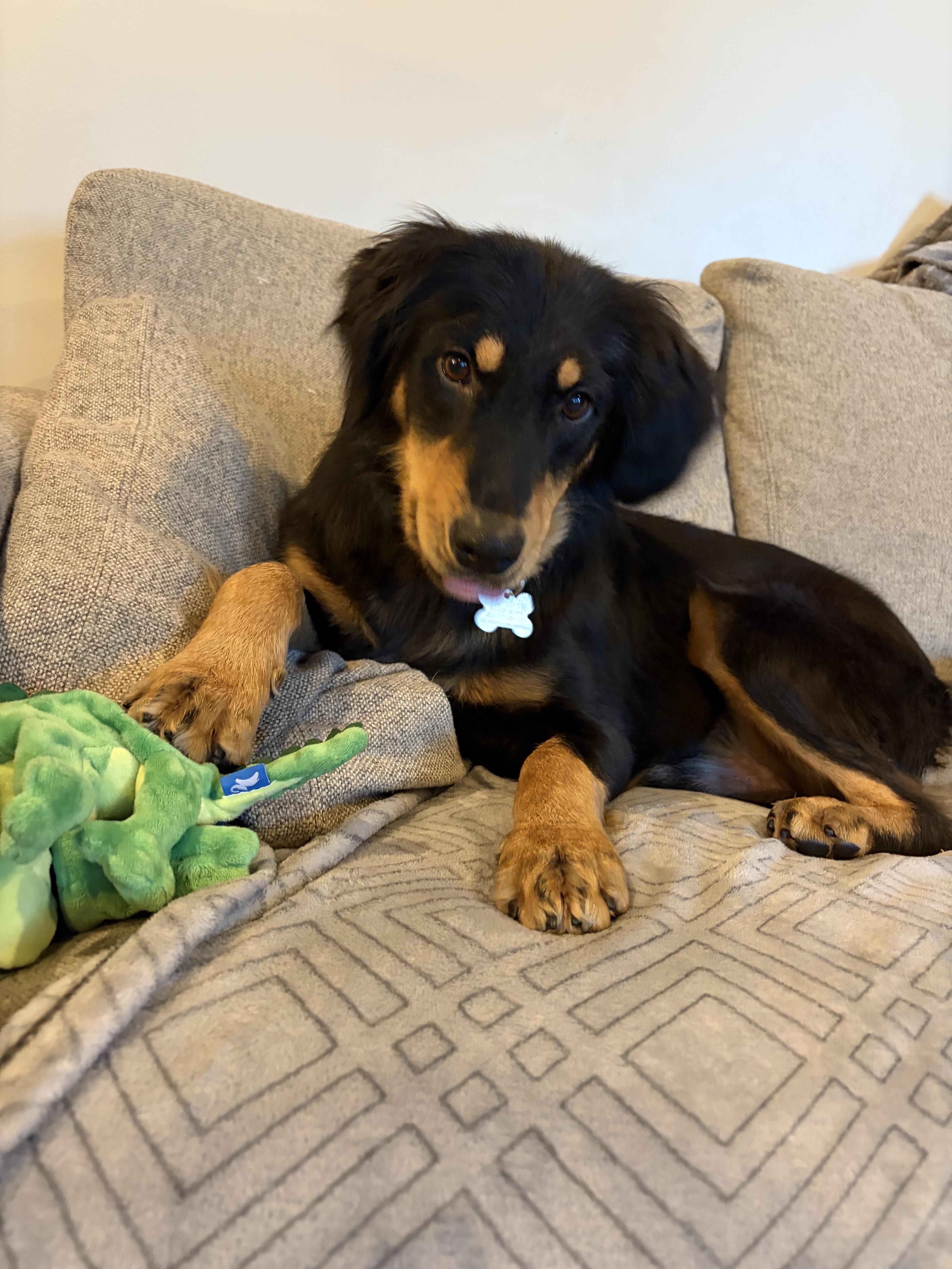 Harry, an adoptable mixed breed in Palatine, IL image 4/5