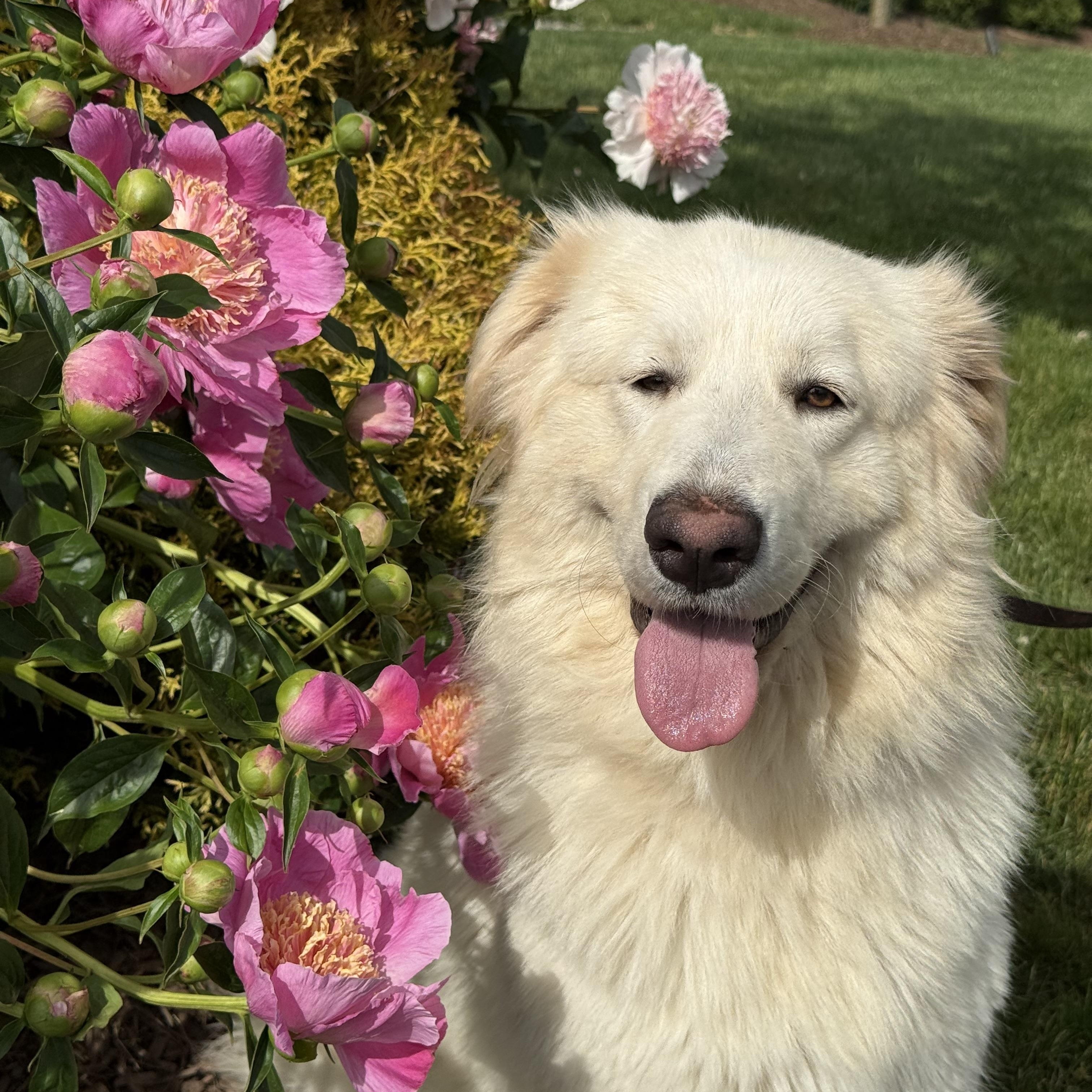 Bordeaux, an adopted Great Pyrenees in Mendham, NJ image 2/4