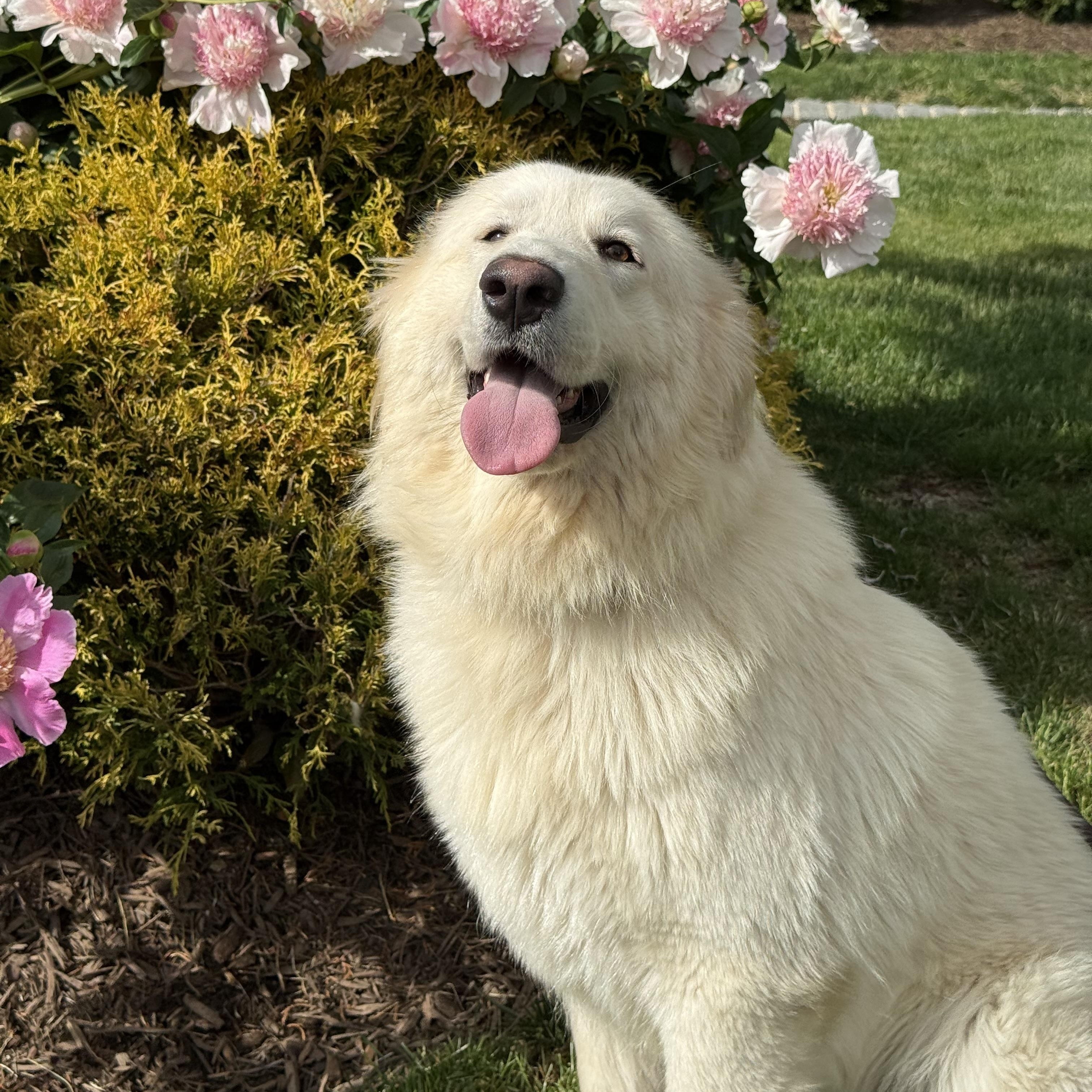 Bordeaux, an adopted Great Pyrenees in Mendham, NJ image 3/4