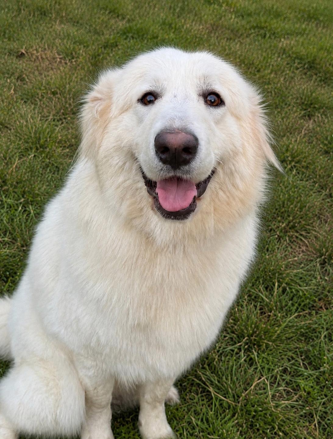 Bordeaux, adopted, Adult Female Great Pyrenees.