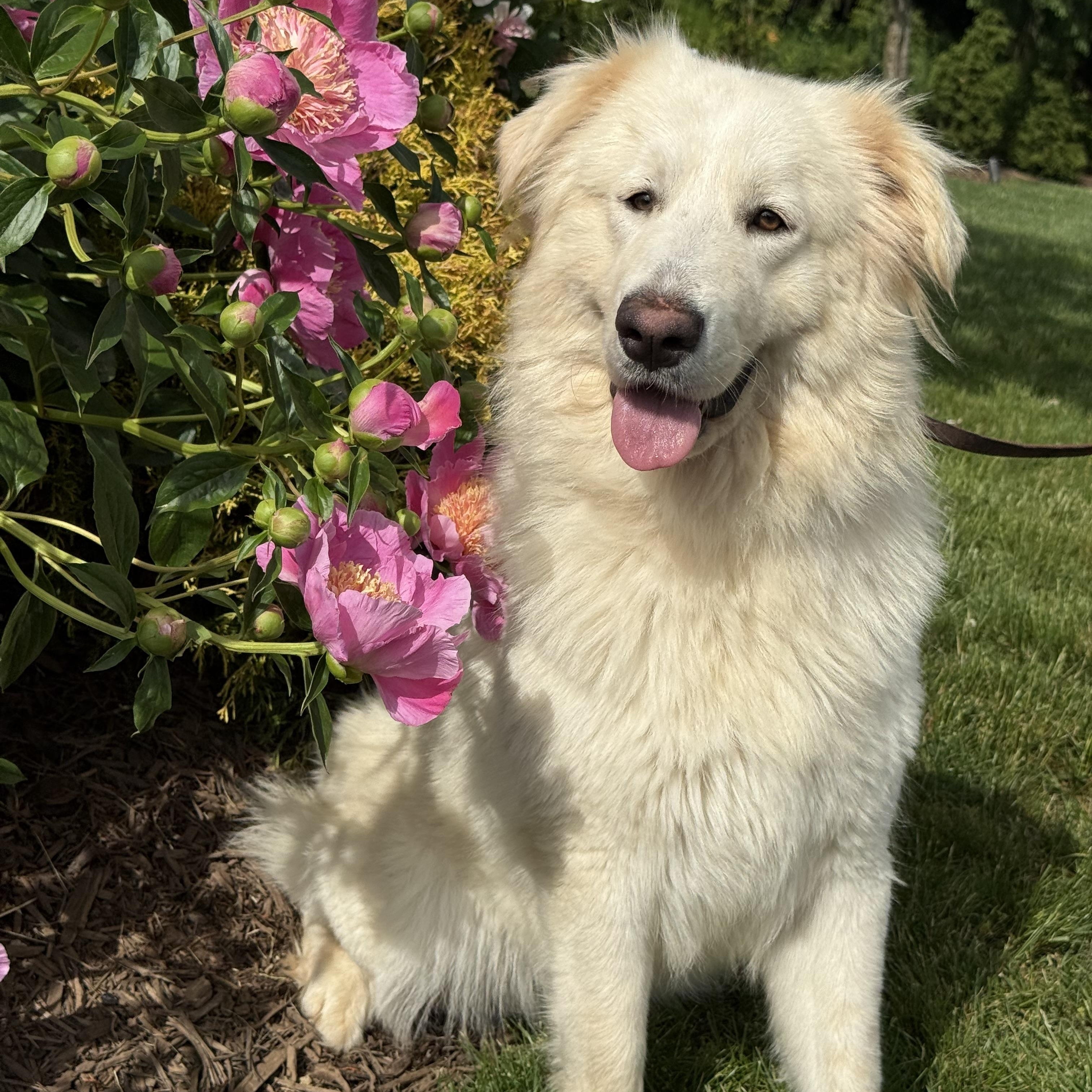 Bordeaux, an adopted Great Pyrenees in Mendham, NJ image 4/4