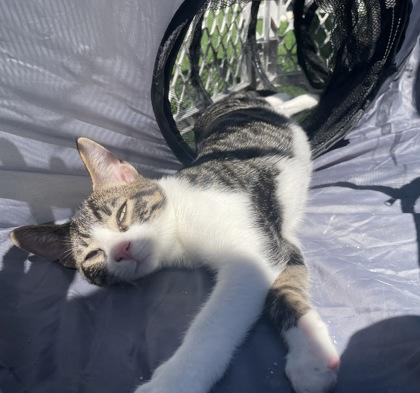 Sly, a Adoptable Domestic Short Hair in Burlington, WI image 1/3