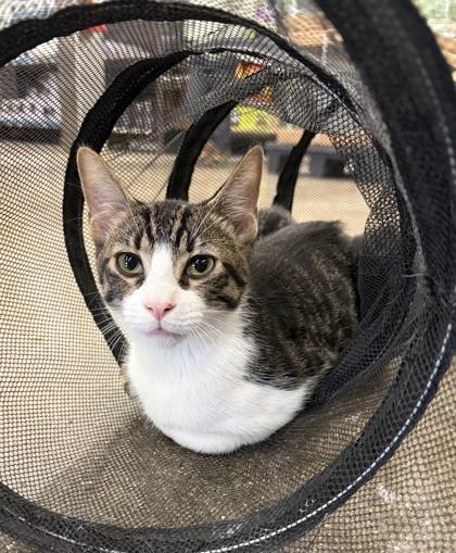 Sly, a Adoptable Domestic Short Hair in Burlington, WI image 2/3