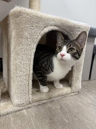 Sly, Adoptable, Kitten Male Domestic Short Hair & Domestic Short Hair.