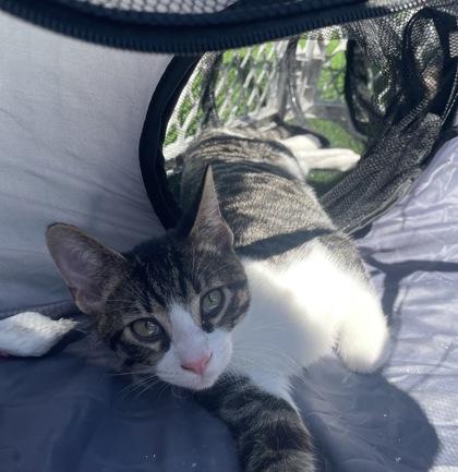 Sly, Adoptable, Kitten Male Domestic Short Hair & Domestic Short Hair.